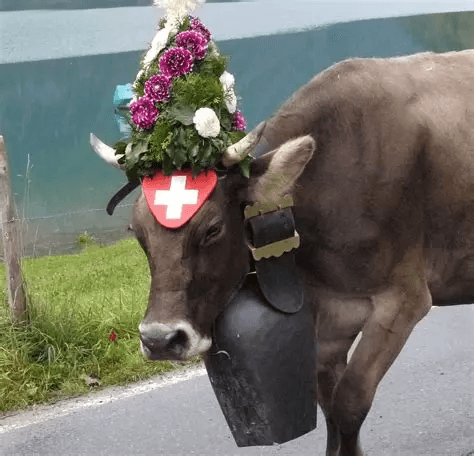 Schweizer Kuh mit Blumenschmuck und Glocke